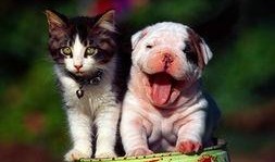 猫二在线观看影片,在线影片精选解析